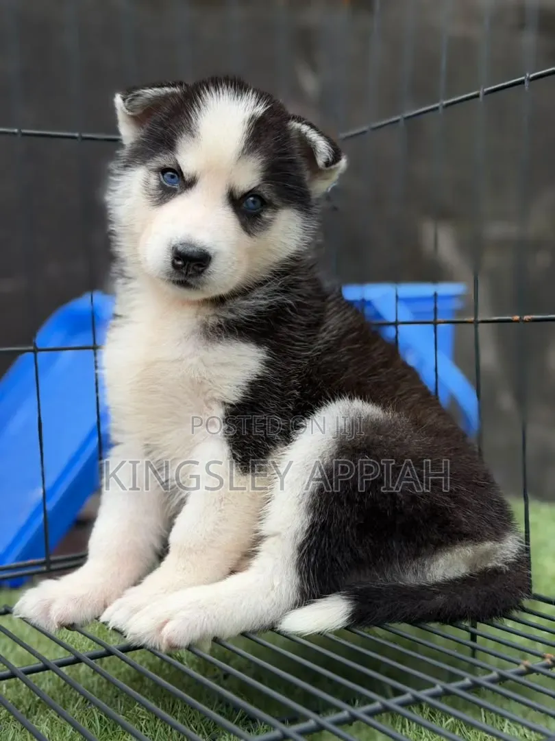 1-3 months Male Purebred Siberian Husky
