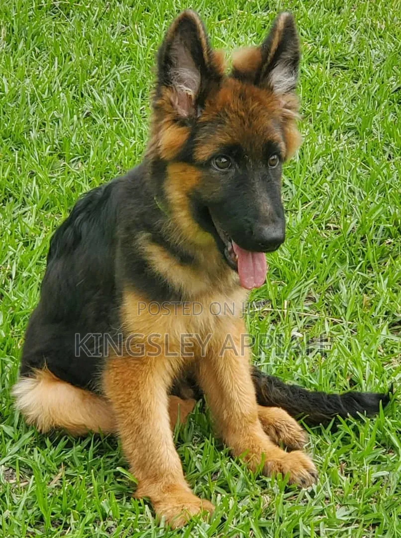 3-6 months Male Purebred German Shepherd