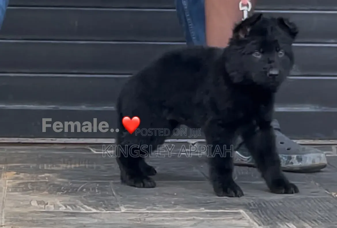 1-3 months Male Purebred German Shepherd