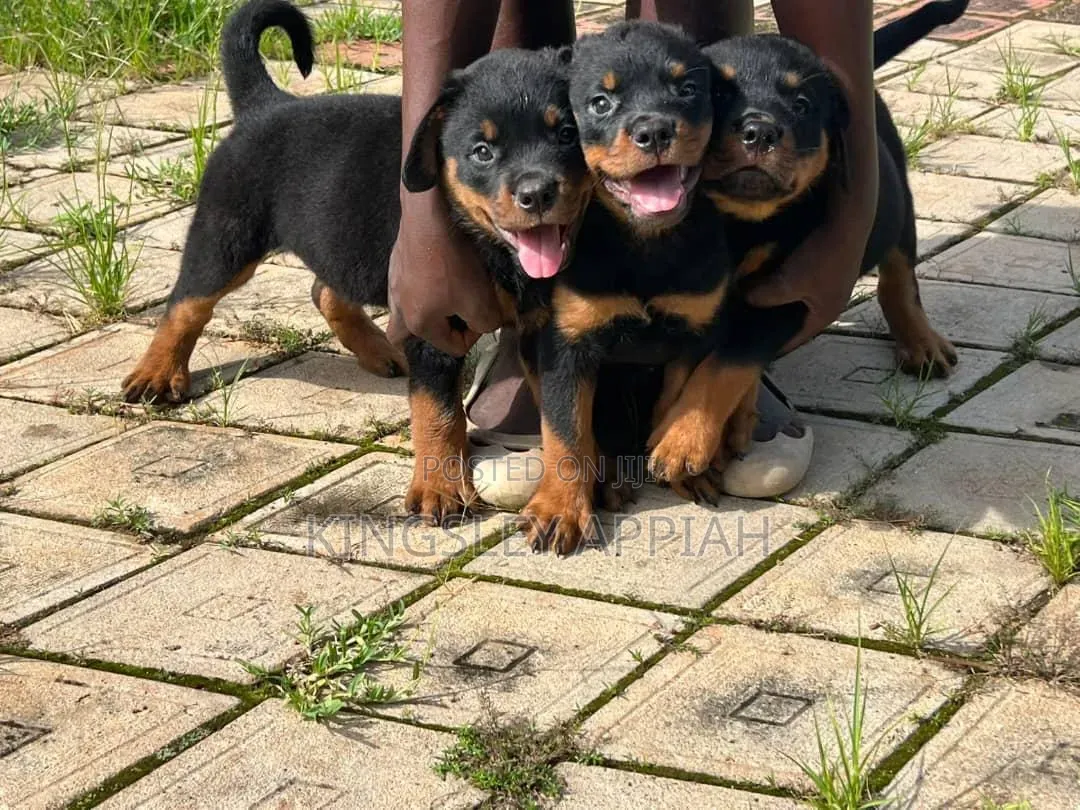 1-3 months Male Purebred Rottweiler