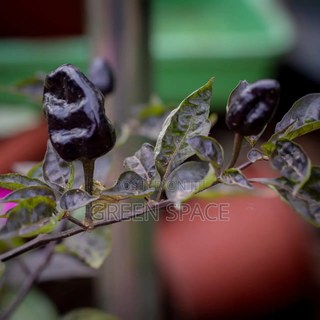 Habanero Pepper Black Plant