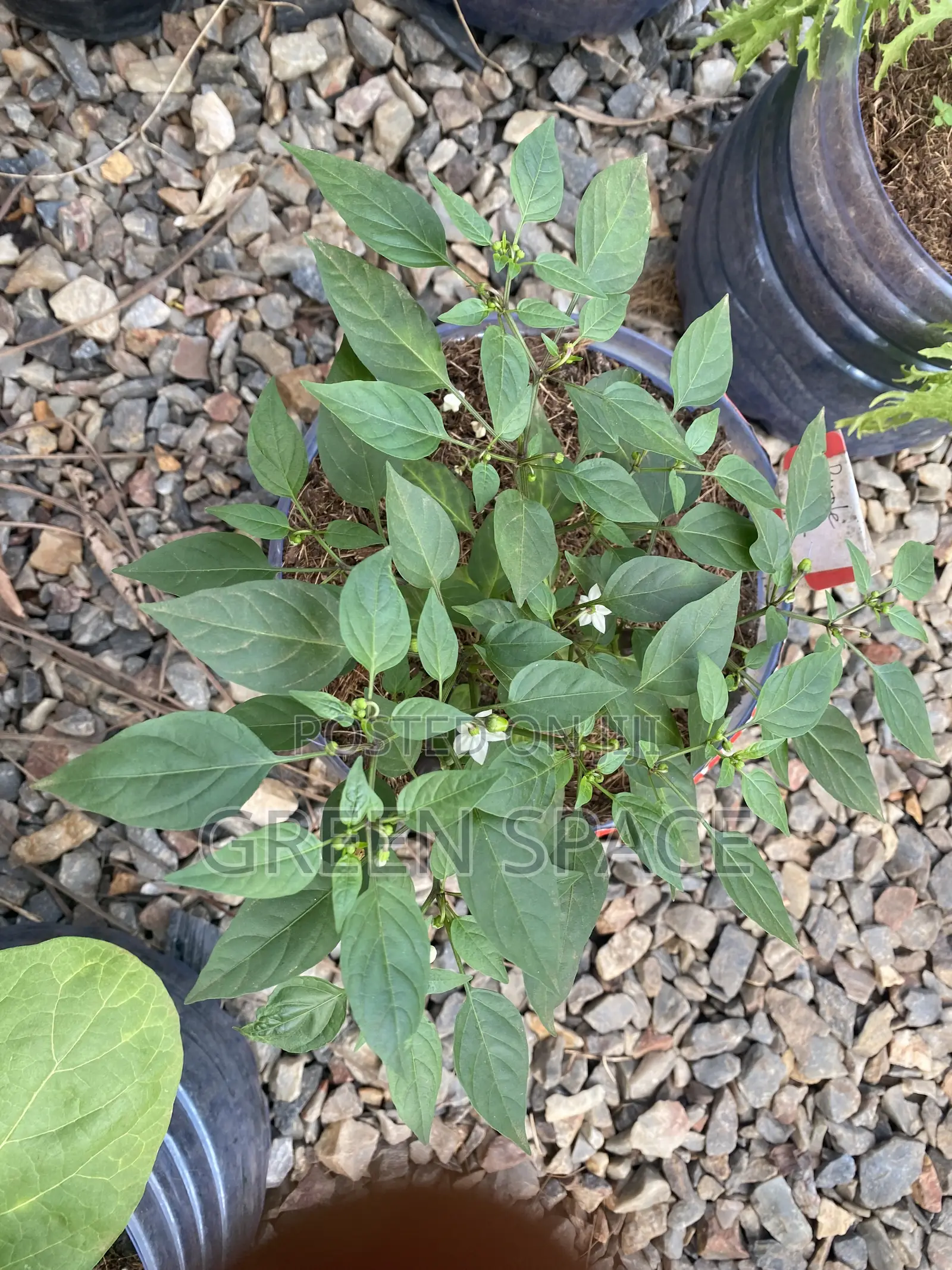 Habanero Pepper Black Plant