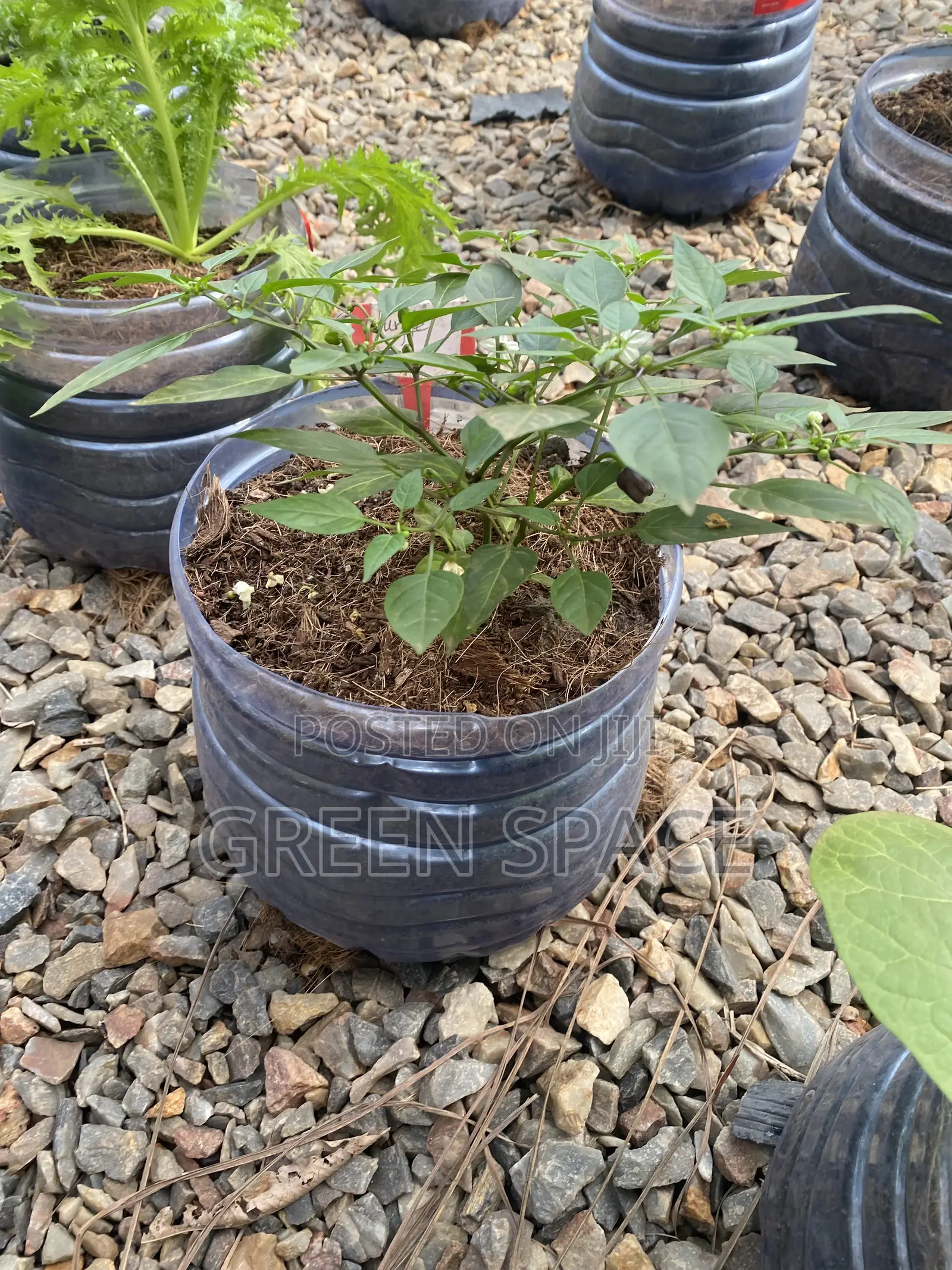 Habanero Pepper Black Plant