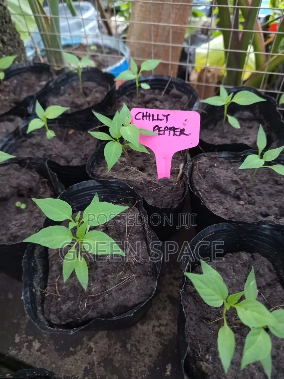 Chili Pepper Seedlings