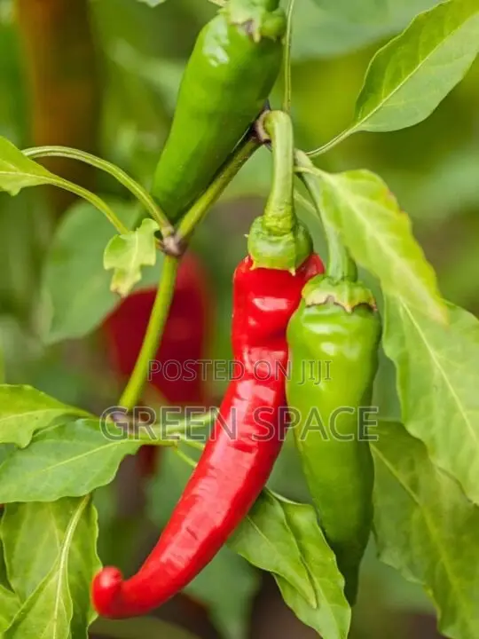 Chili Pepper Seedlings