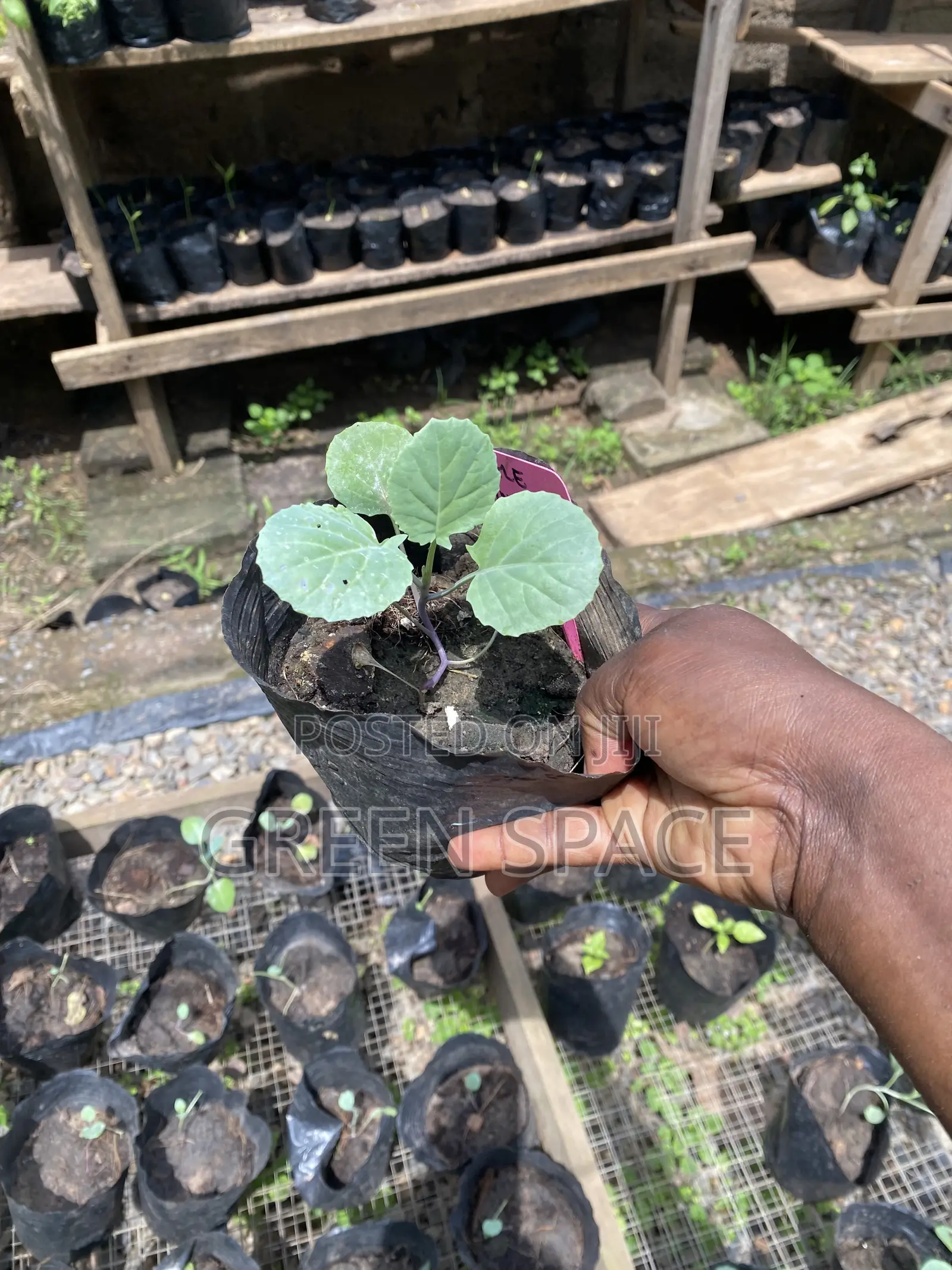 Chinese Kale Seedlings
