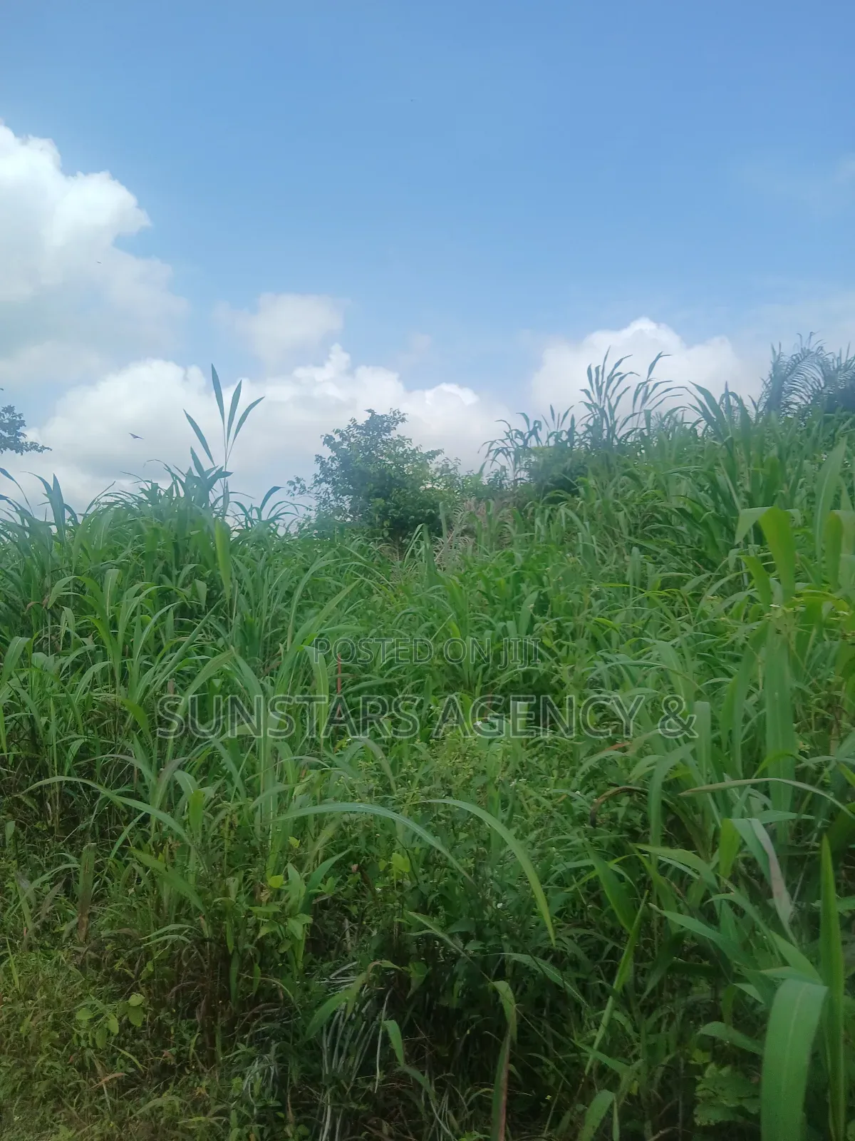 Land at Tonklo, Hohoe for Sale