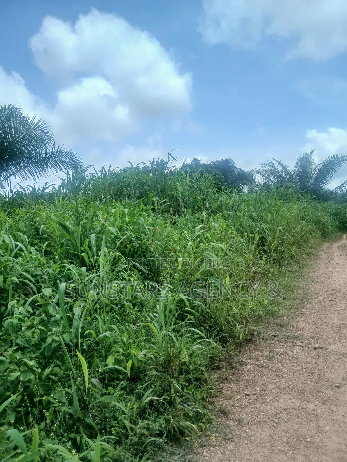 Land at Tonklo, Hohoe for Sale