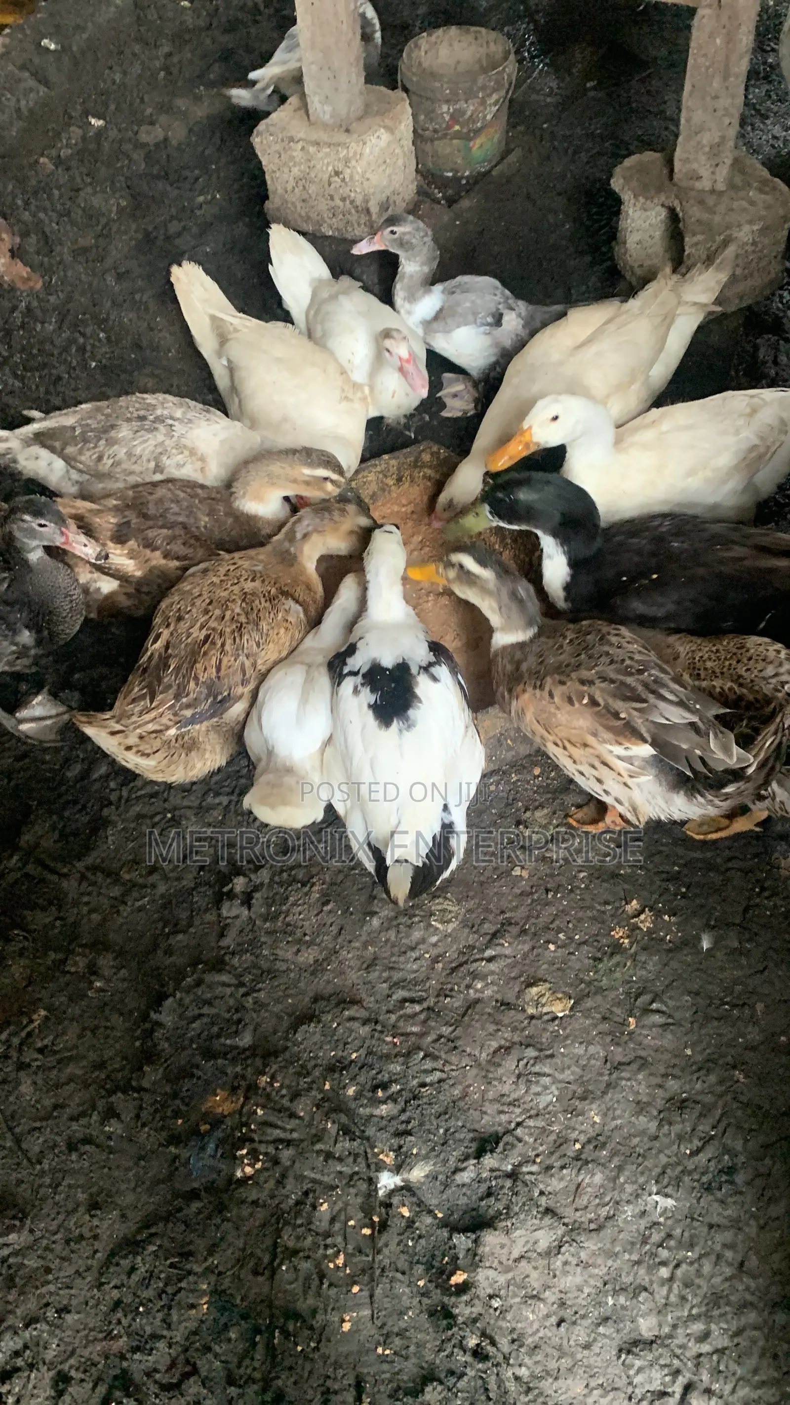 Duck Meat,2kg