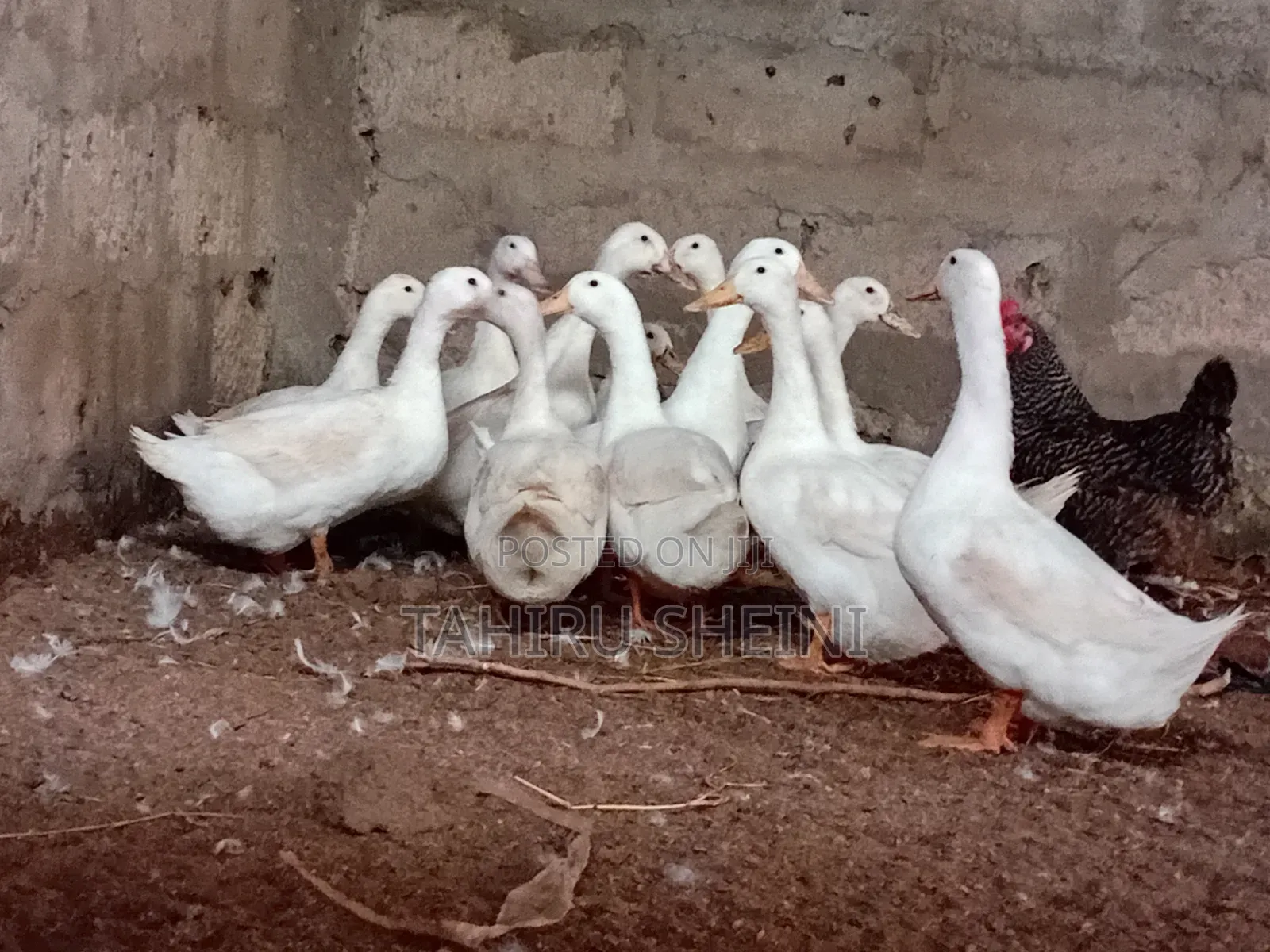 Healthy Active White Pekin Ducks for Sale