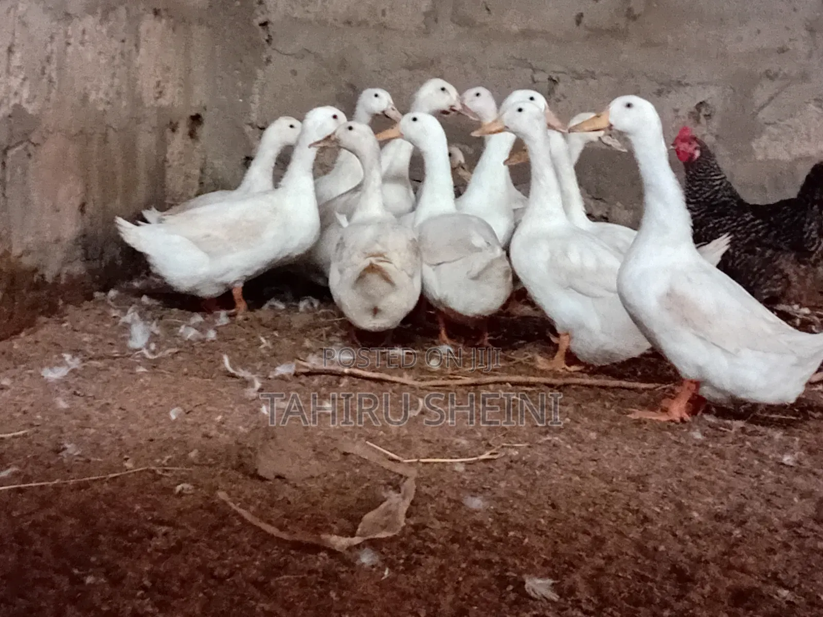 Healthy Active White Pekin Ducks for Sale