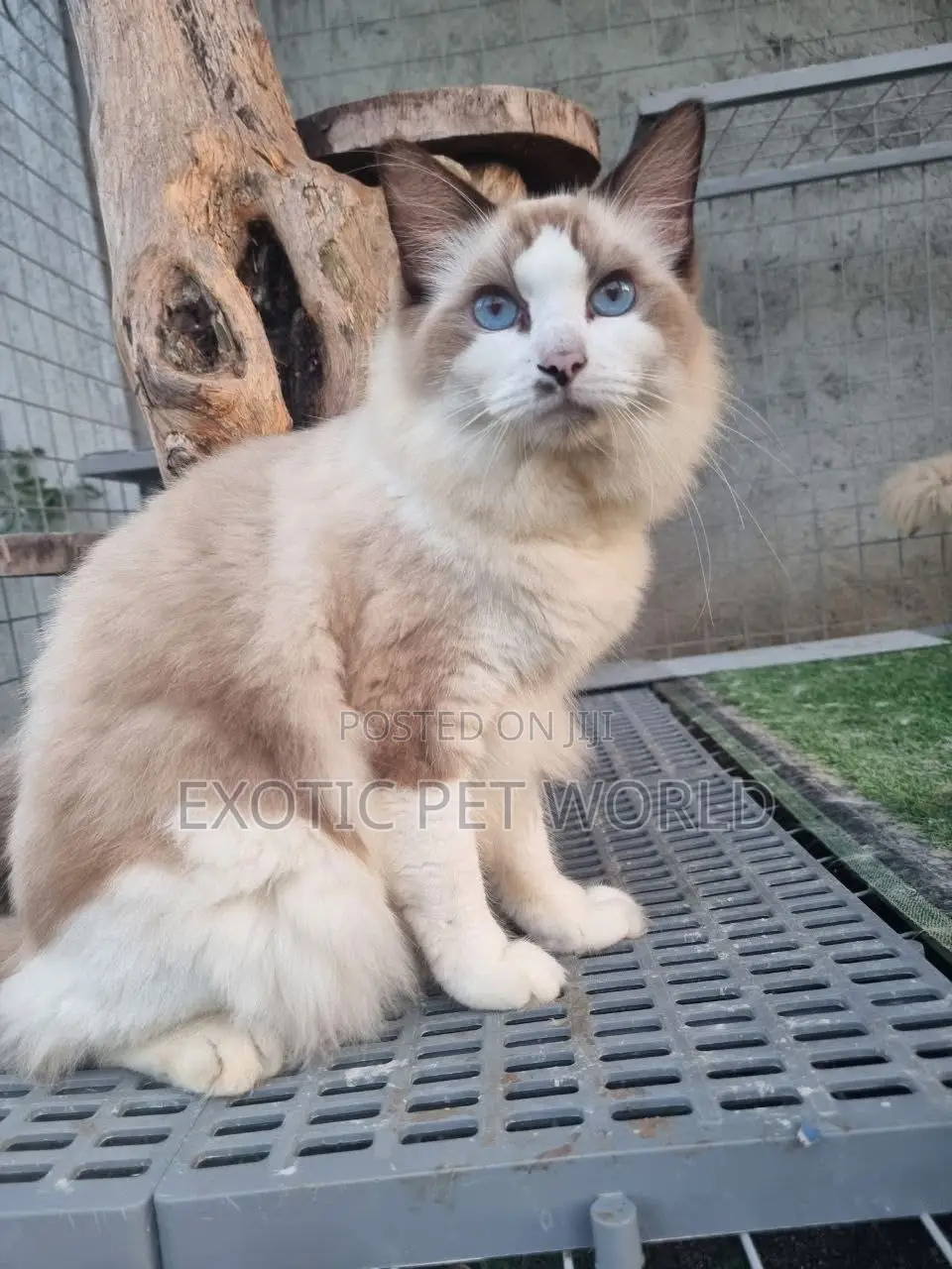 1-3 months Female Purebred Ragdoll