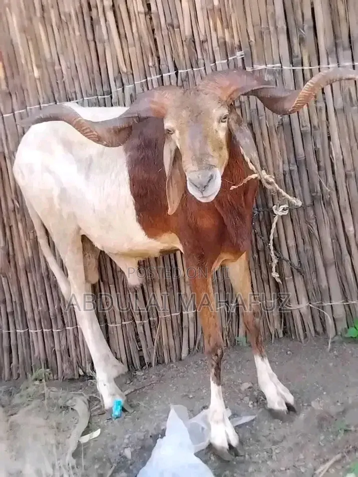 Sheep Is for Sale