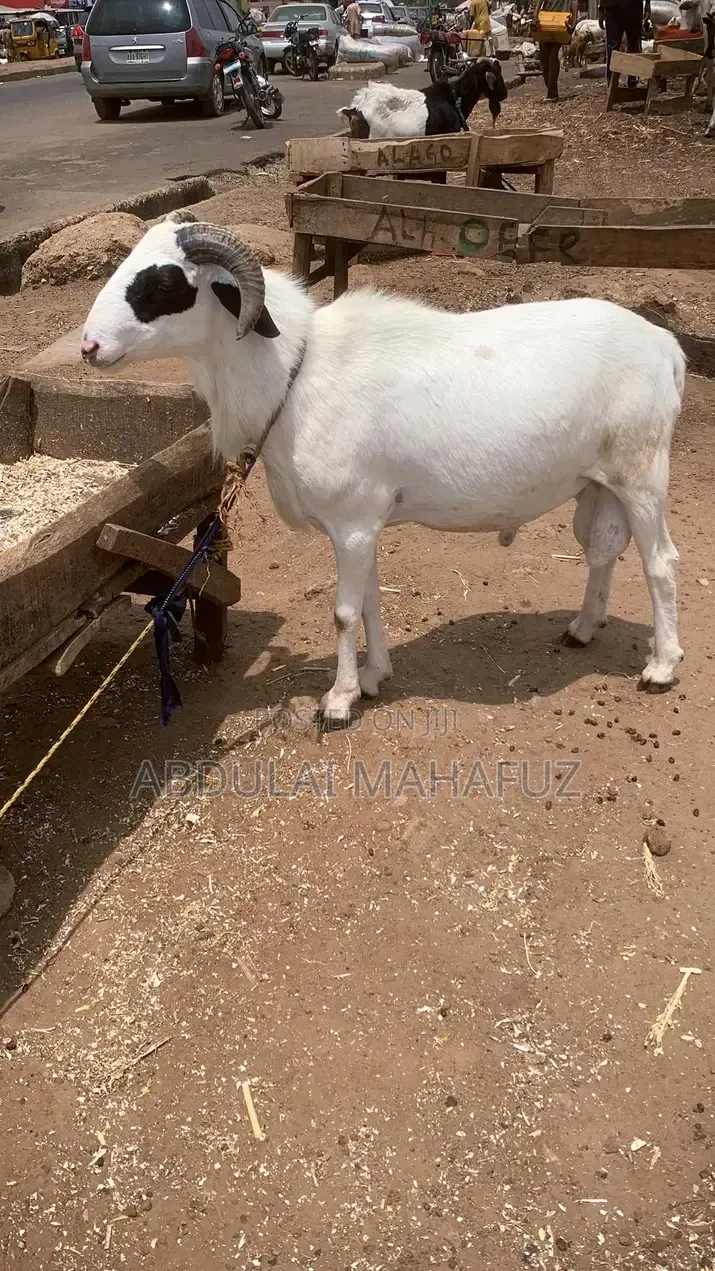 Sheep Is for Sale