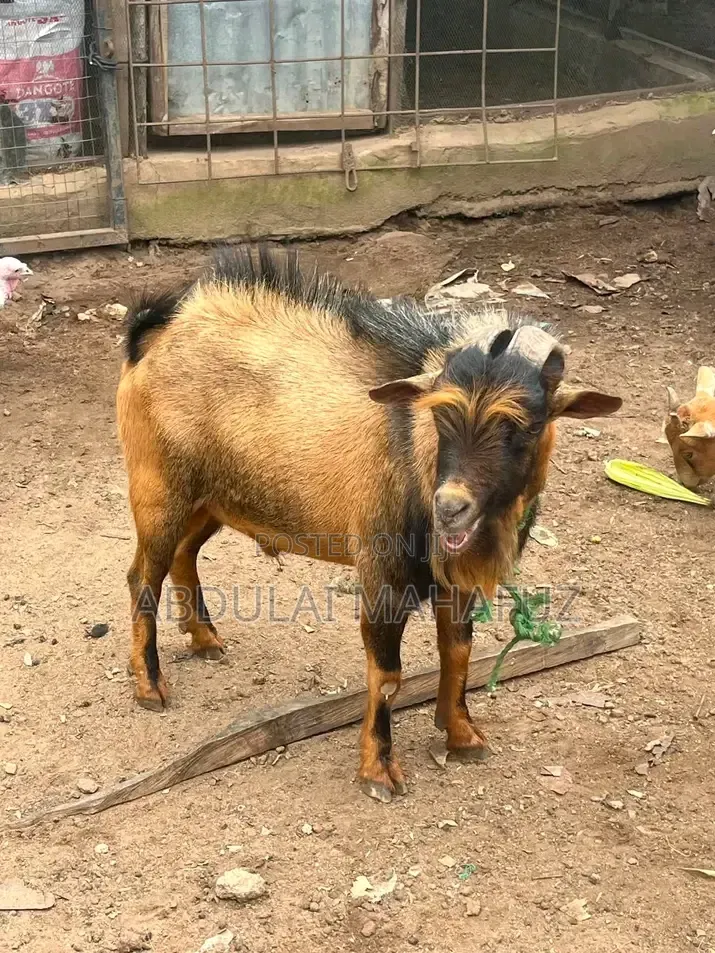 Goat Is for Sale