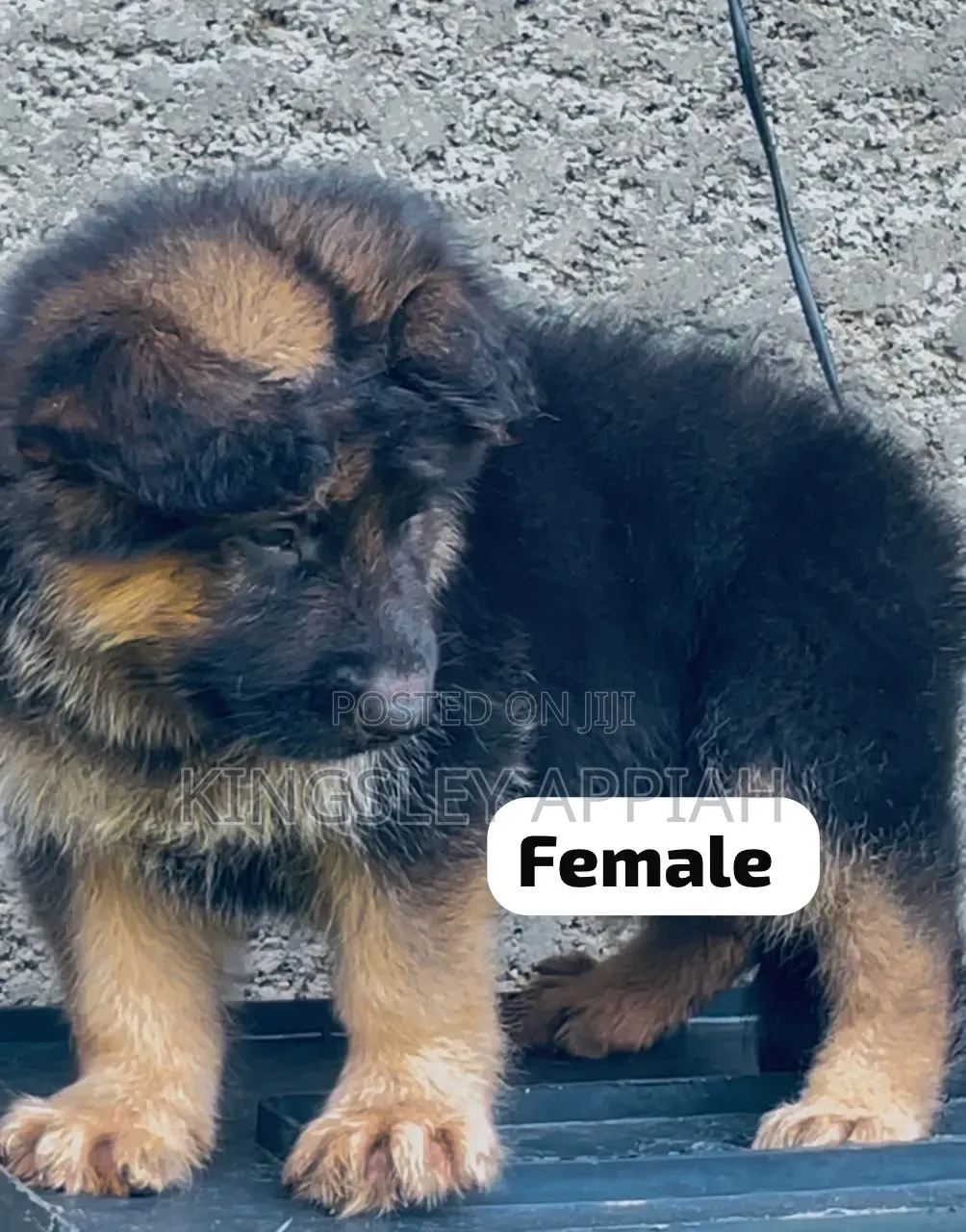 1-3 months Female Purebred German Shepherd