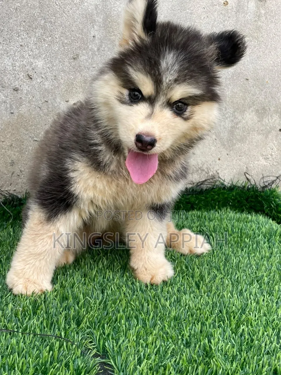 1-3 months Male Purebred Siberian Husky