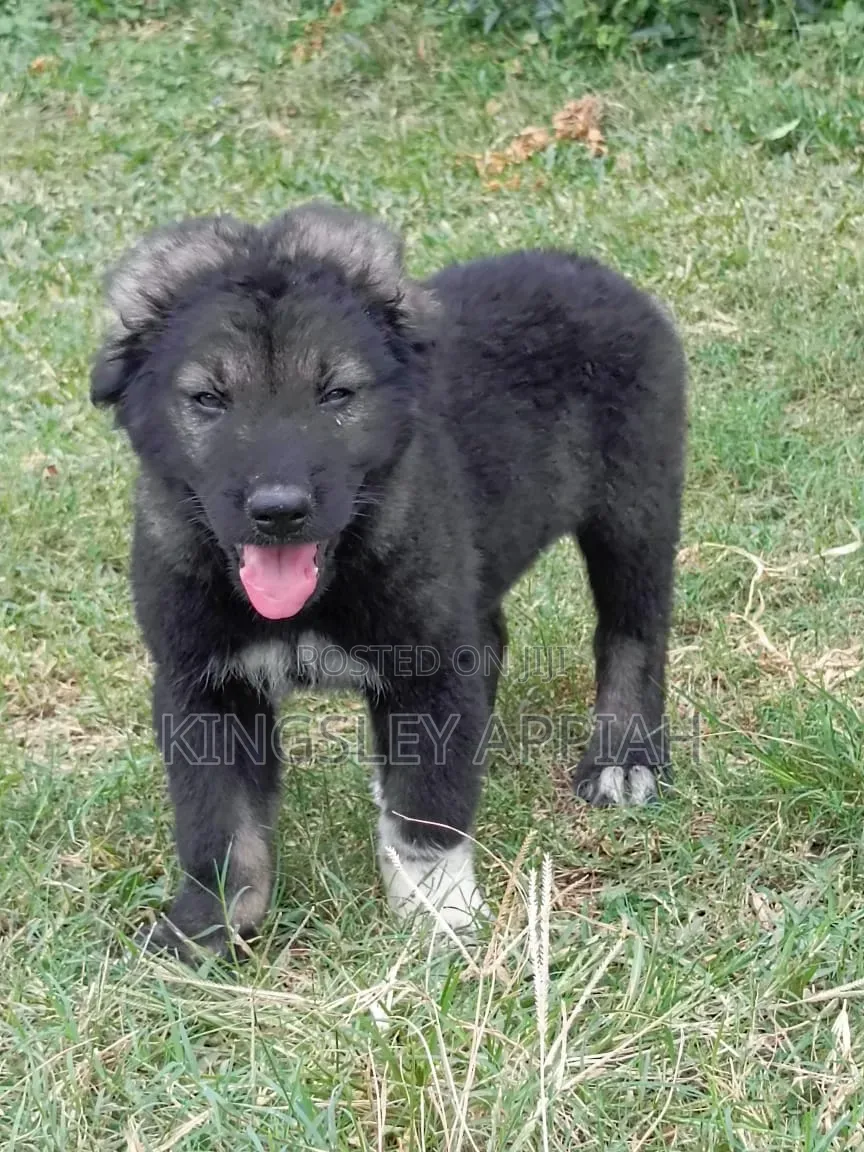 1-3 months Male Purebred Caucasian Shepherd