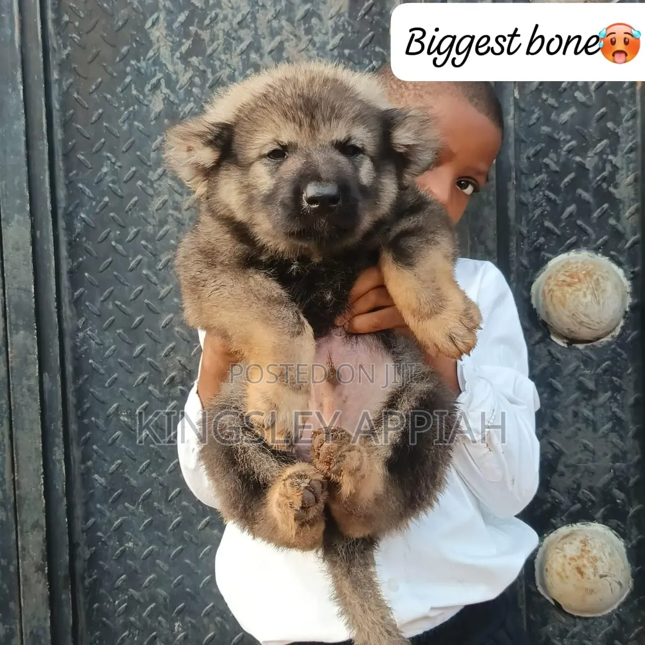1-3 months Male Purebred Caucasian Shepherd