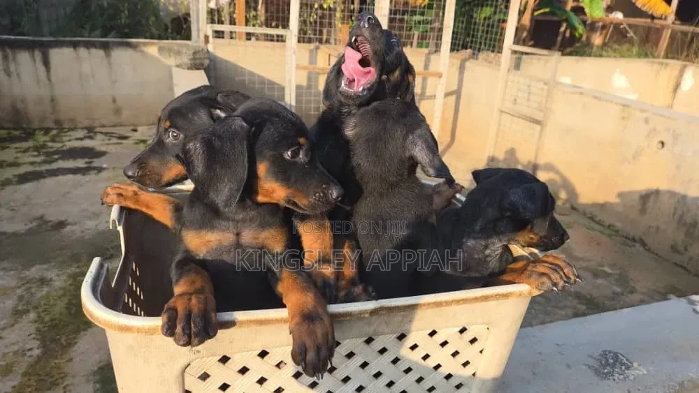 1-3 months Male Purebred Doberman Pinscher
