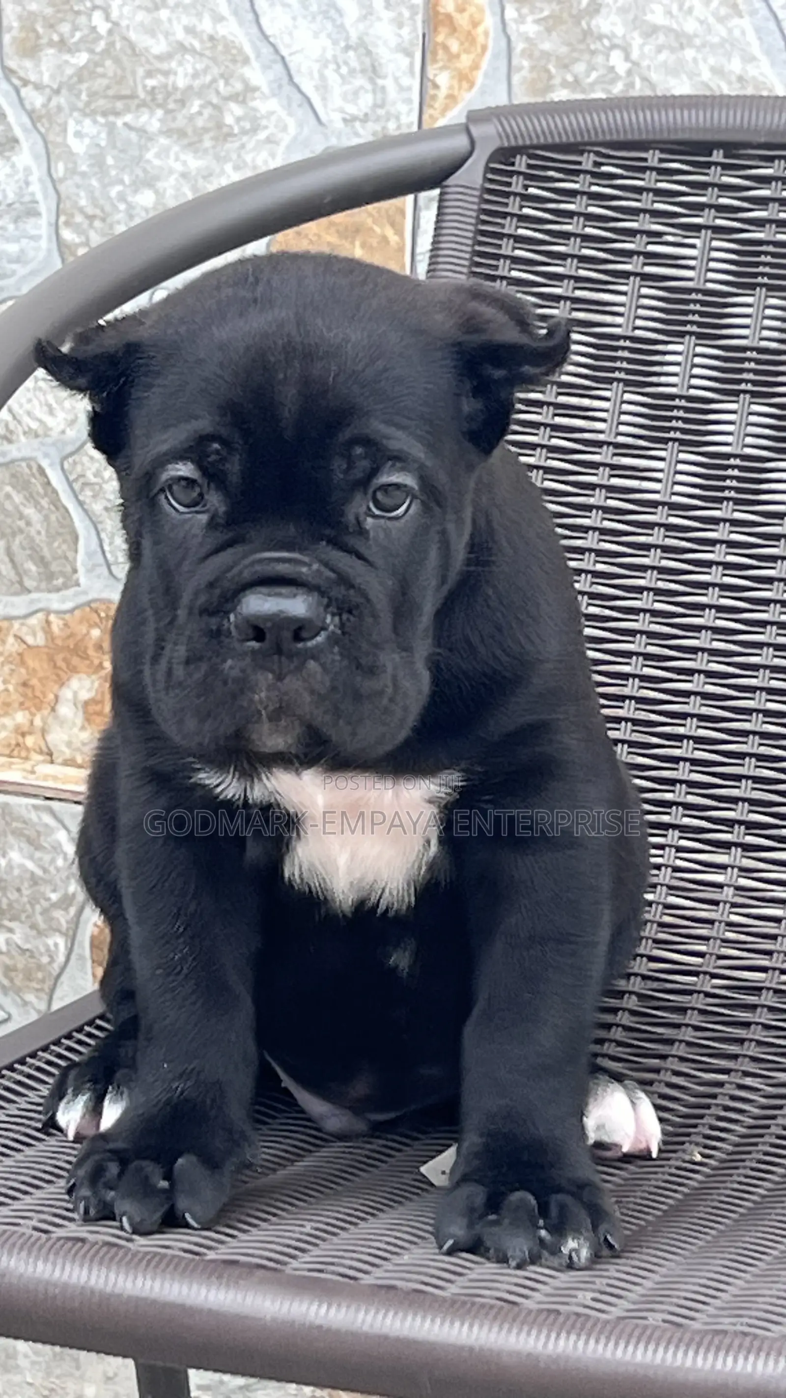 1-3 months Male Purebred Cane Corso