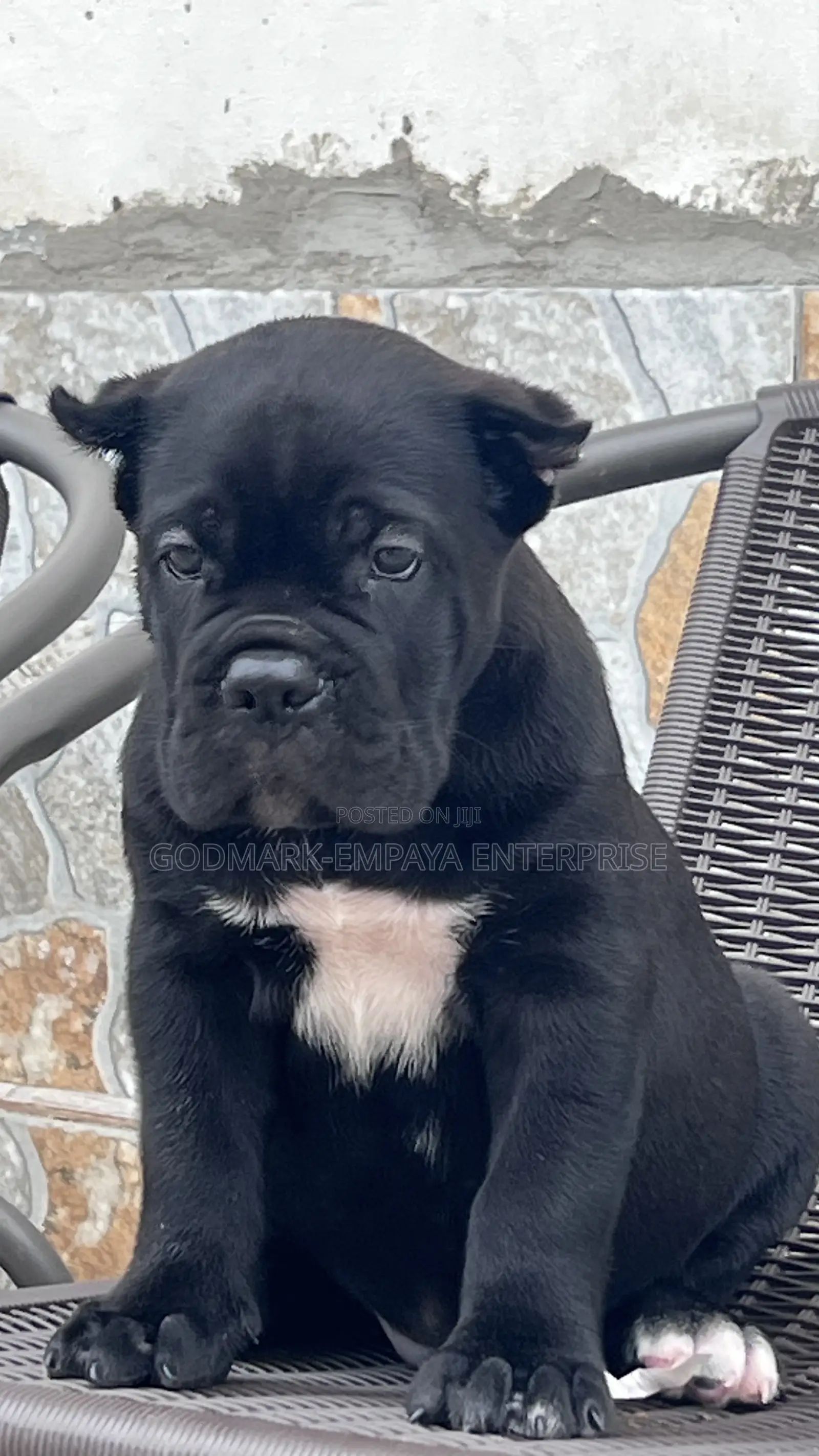 1-3 months Male Purebred Cane Corso