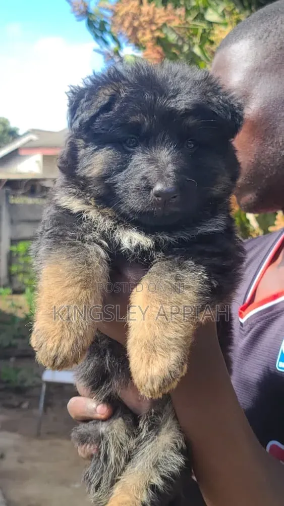 1-3 months Male Purebred German Shepherd