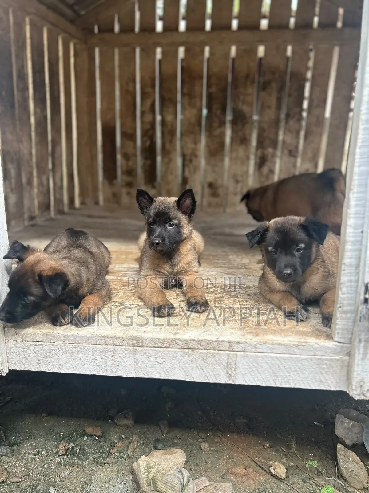 1-3 months Male Purebred Belgian Malinois