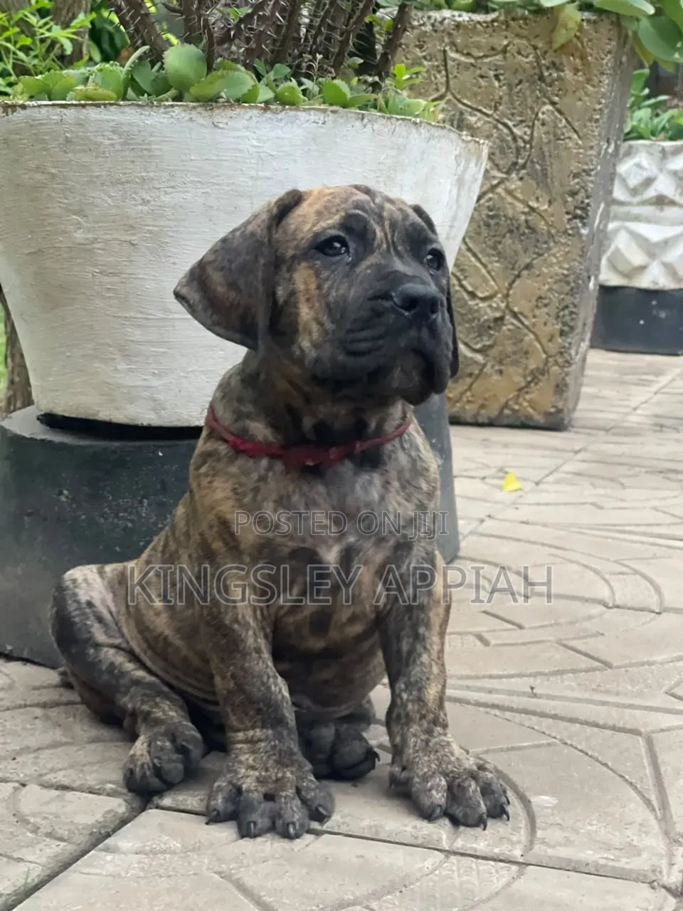 1-3 months Male Purebred Boerboel