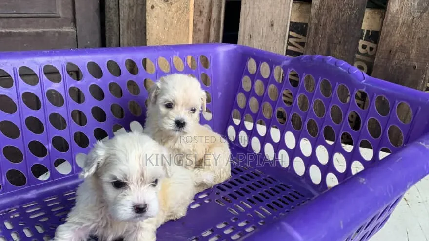 1-3 months Female Purebred Poodle