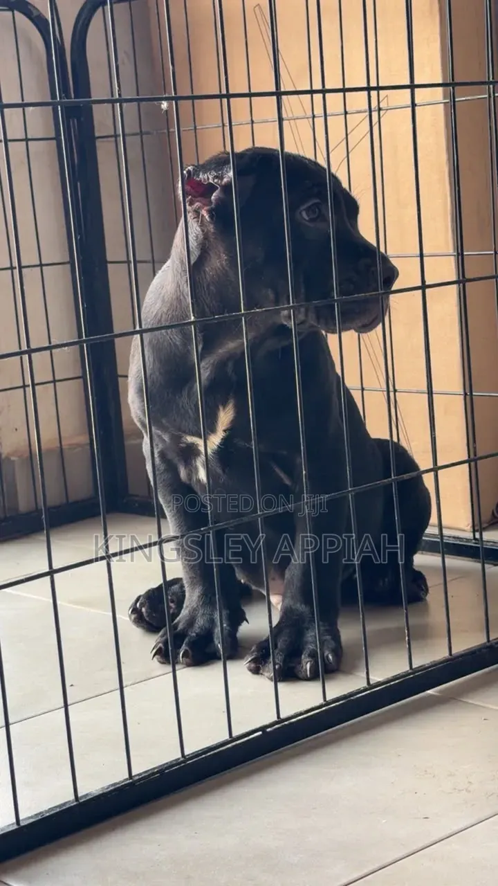 1-3 months Male Purebred Cane Corso