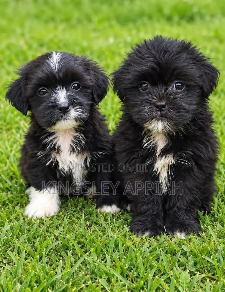 1-3 months Female Purebred Poodle