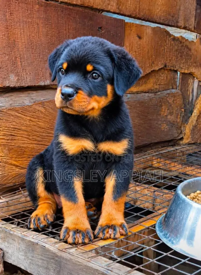 1-3 months Female Purebred Rottweiler