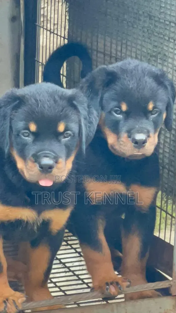 1-3 months Male Purebred Rottweiler