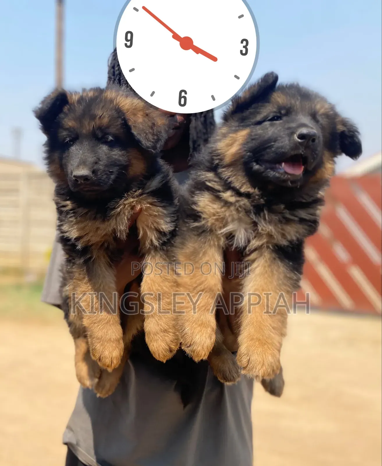 1-3 months Male Purebred German Shepherd