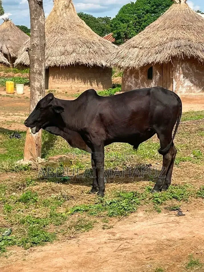 Black Cow Is for Sale