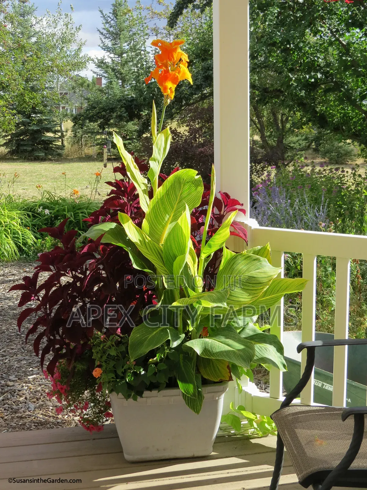 Canna Lilies Outdoor Flowers. Poted /Non Poted