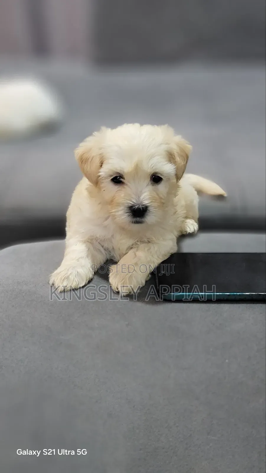 1-3 months Female Purebred Poodle