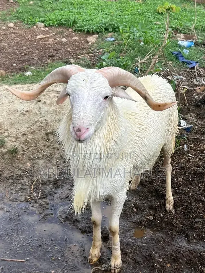 White Sheep Is for Sale