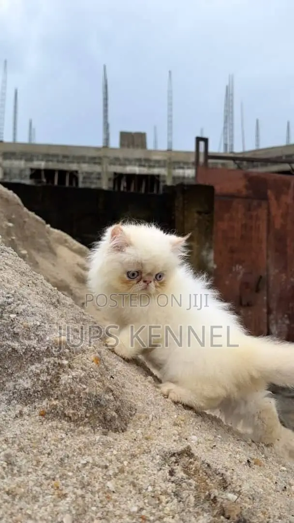 1-3 months Male Purebred Persian