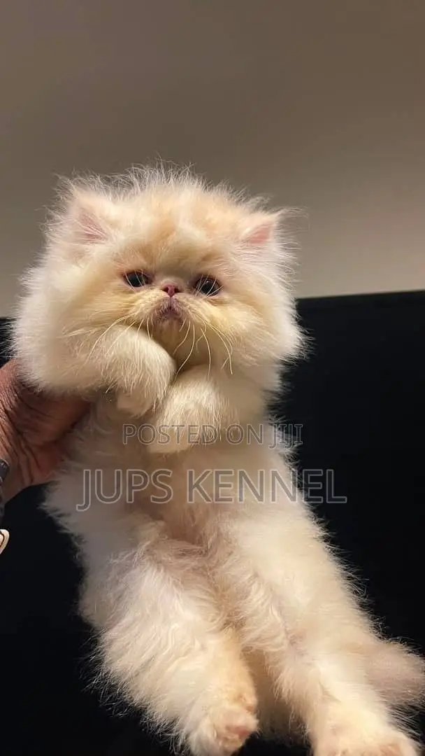 1-3 months Male Purebred Persian