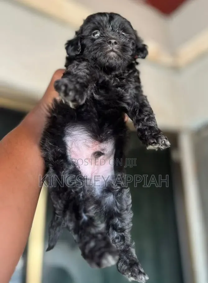 1-3 months Male Purebred Poodle