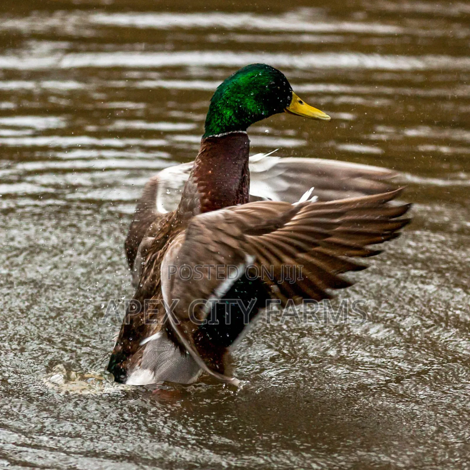 Mallard Duck Pair in Ghana free Delivery