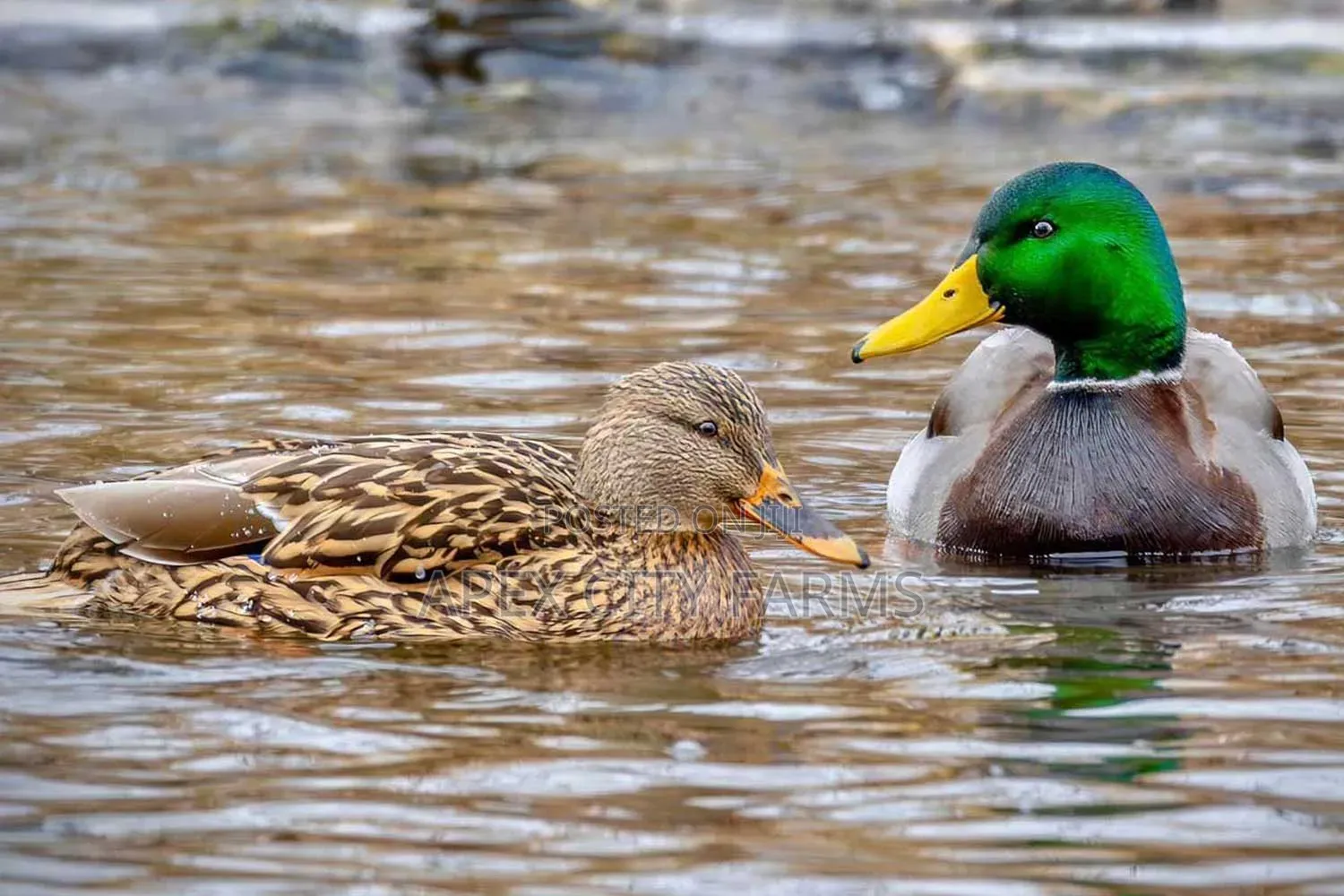 Mallard Duck Pair in Ghana free Delivery