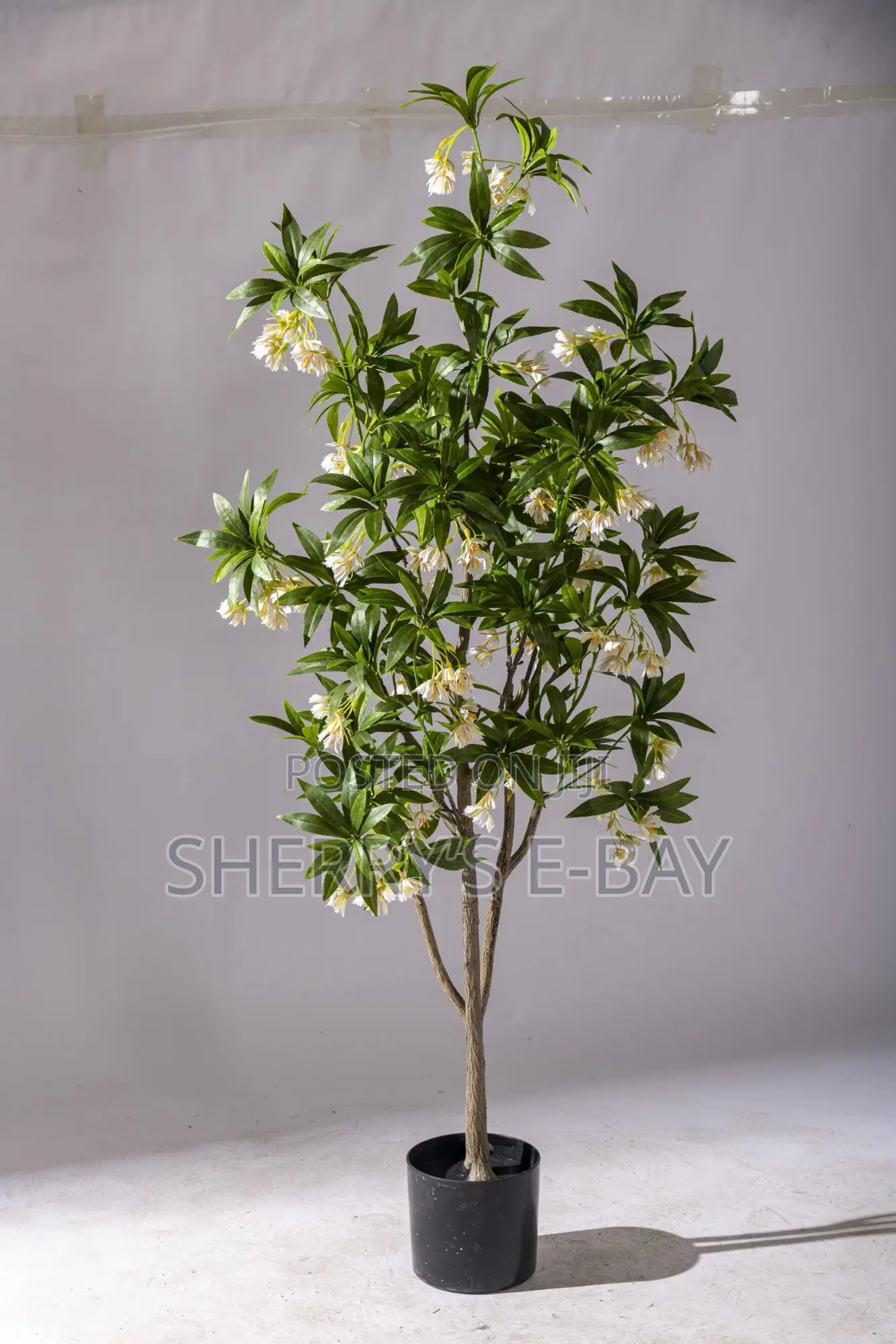 Artificial Water Ficus Plant(with Concrete Pot)