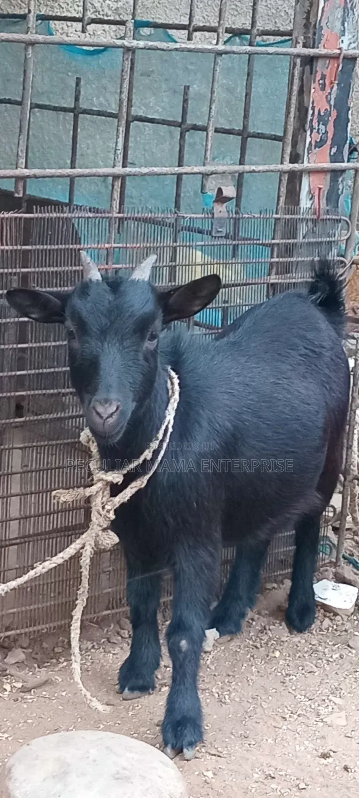 A Healthy Female Goat (Doe)