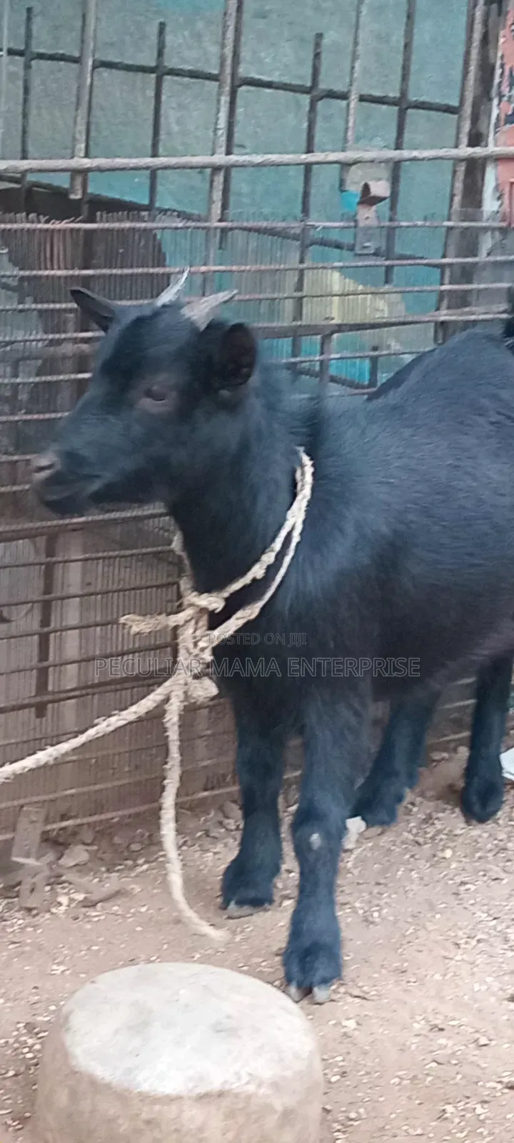 A Healthy Female Goat (Doe)