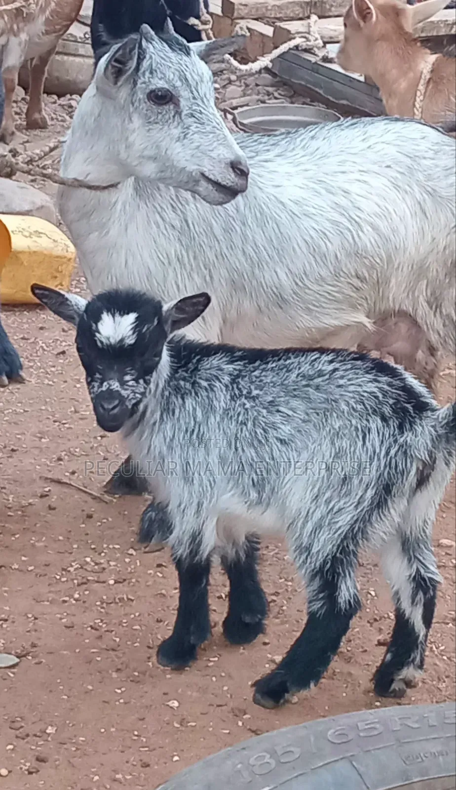 Healthy Female Goat (Doe) and a Baby Female (Kid)