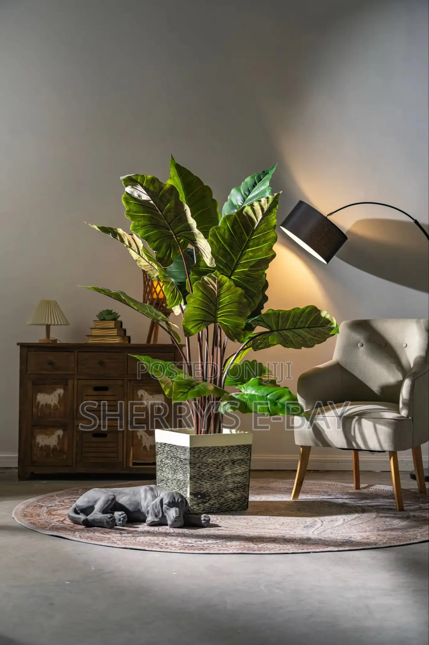 Rainbow Taro Plant With Concrete Pot