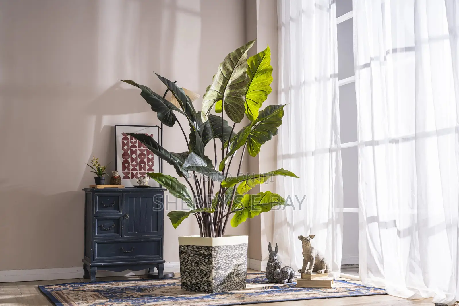 Rainbow Taro Plant With Concrete Pot